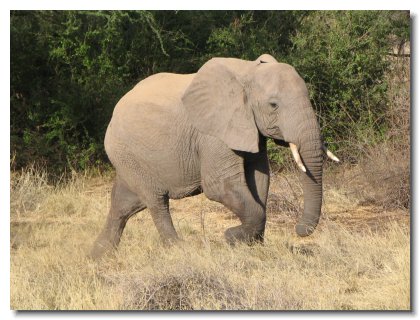 KE 04 - Samburu Elephant